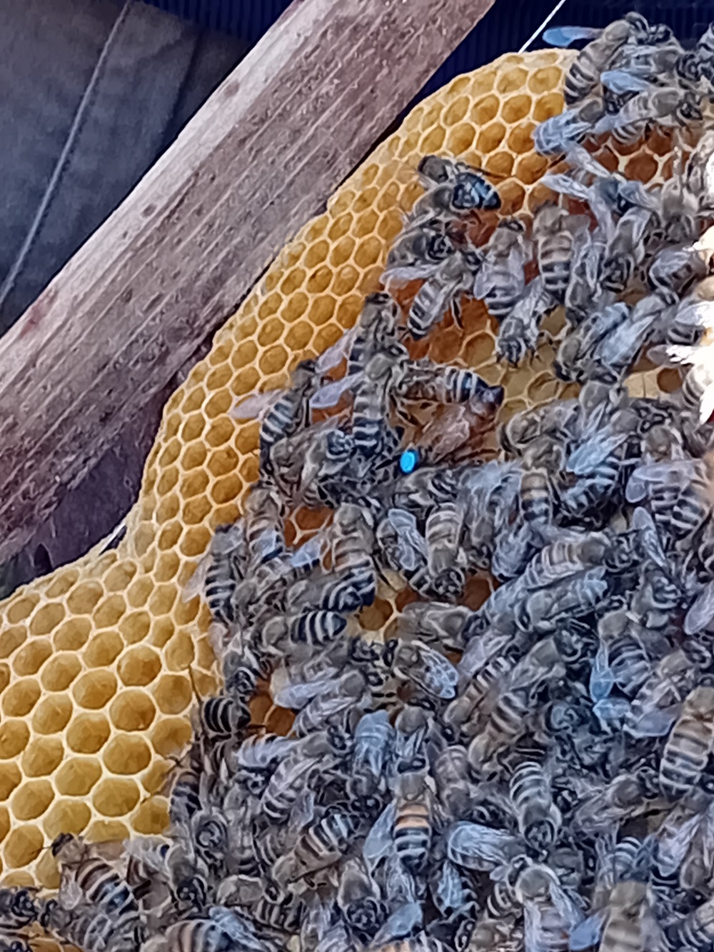 Die Kinder hatten die Möglichkeit, die Bienen aus nächster Nähe zu beobachten