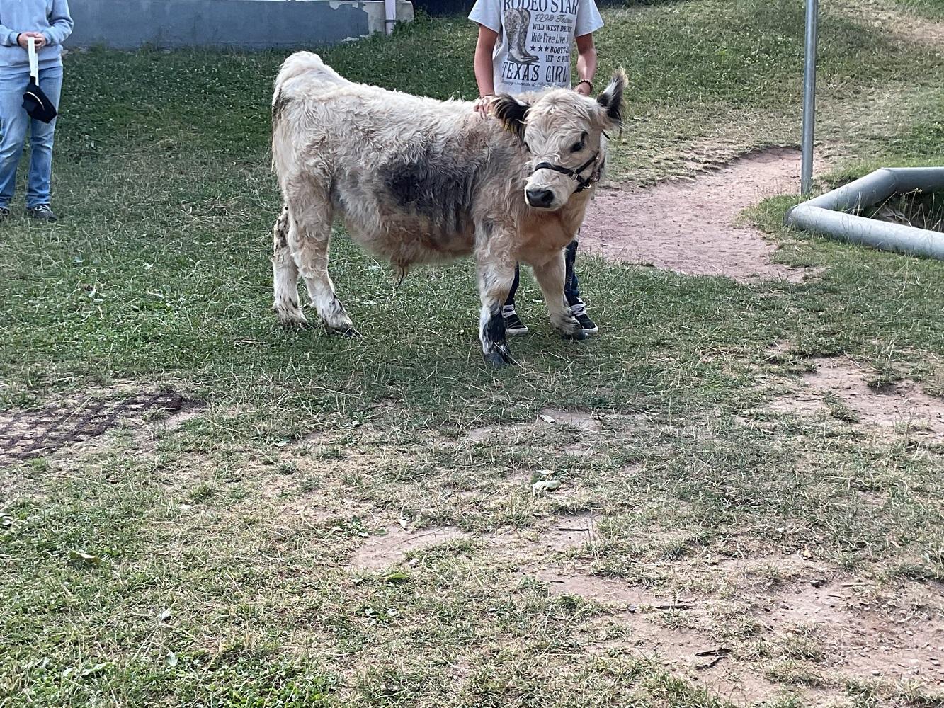 Basti