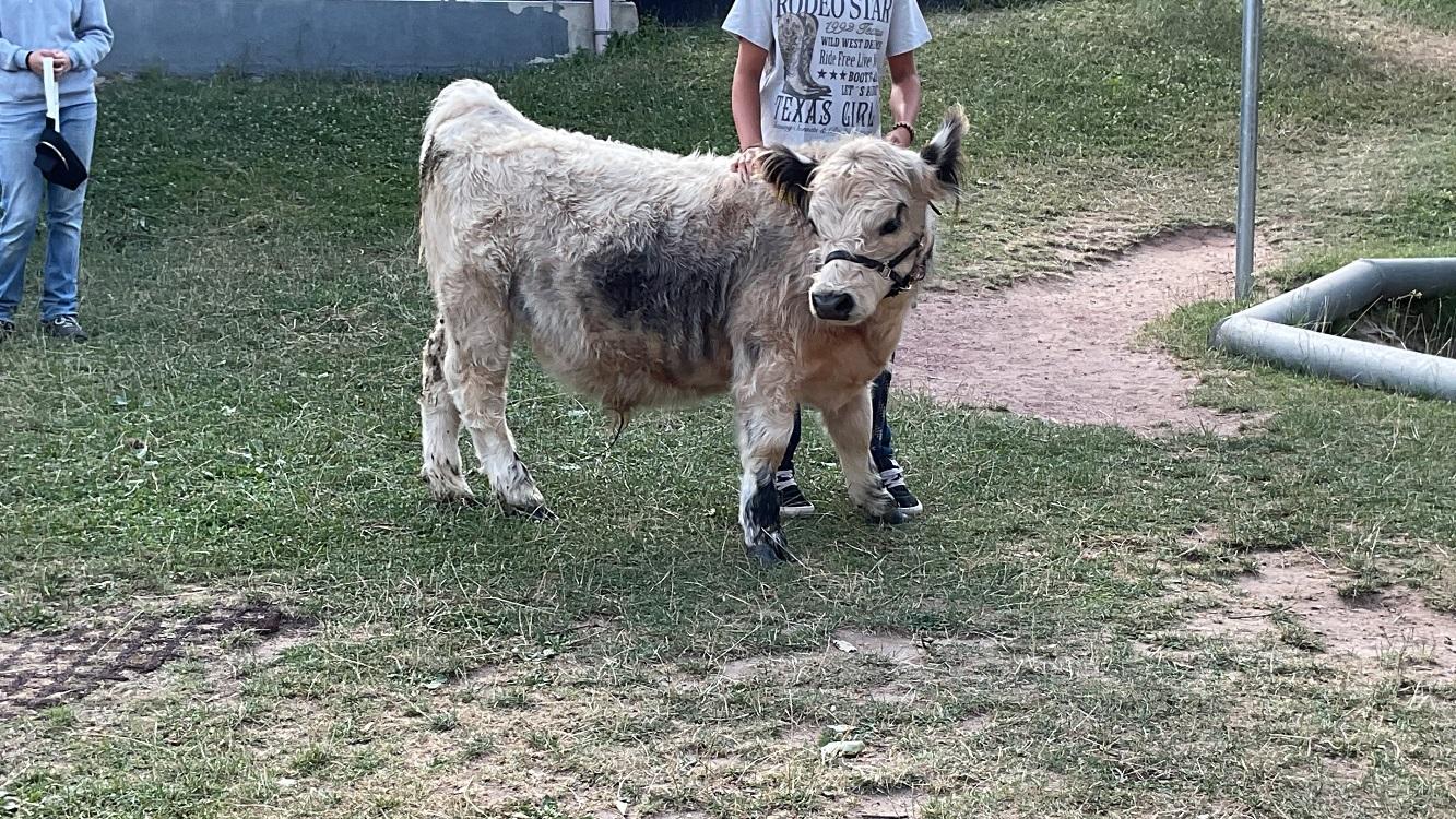 Basti