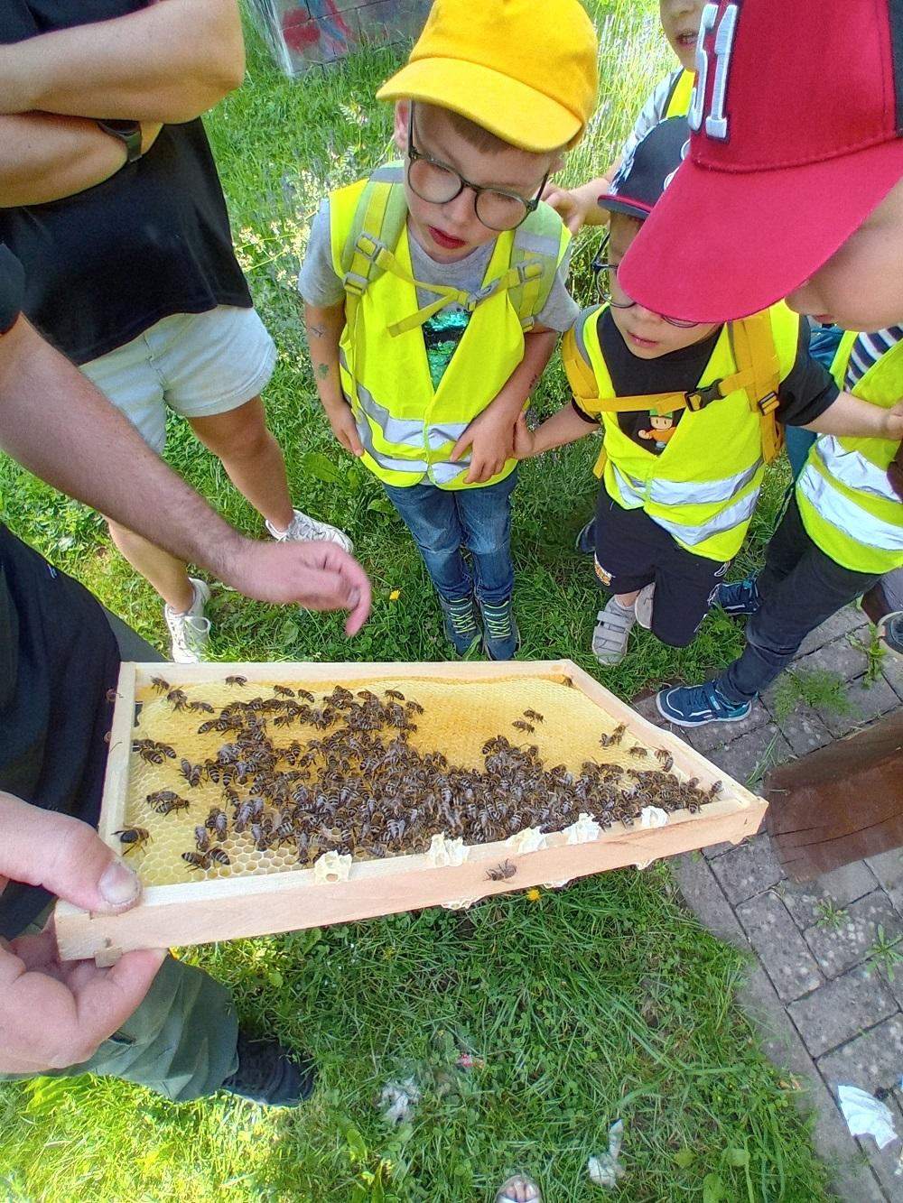 Die Kinder bestaunen die Waben des Bienenstocks (c) Katholische KiTa Saarland gGmbH Die Kinder bestaunen die Waben des Bienenstocks