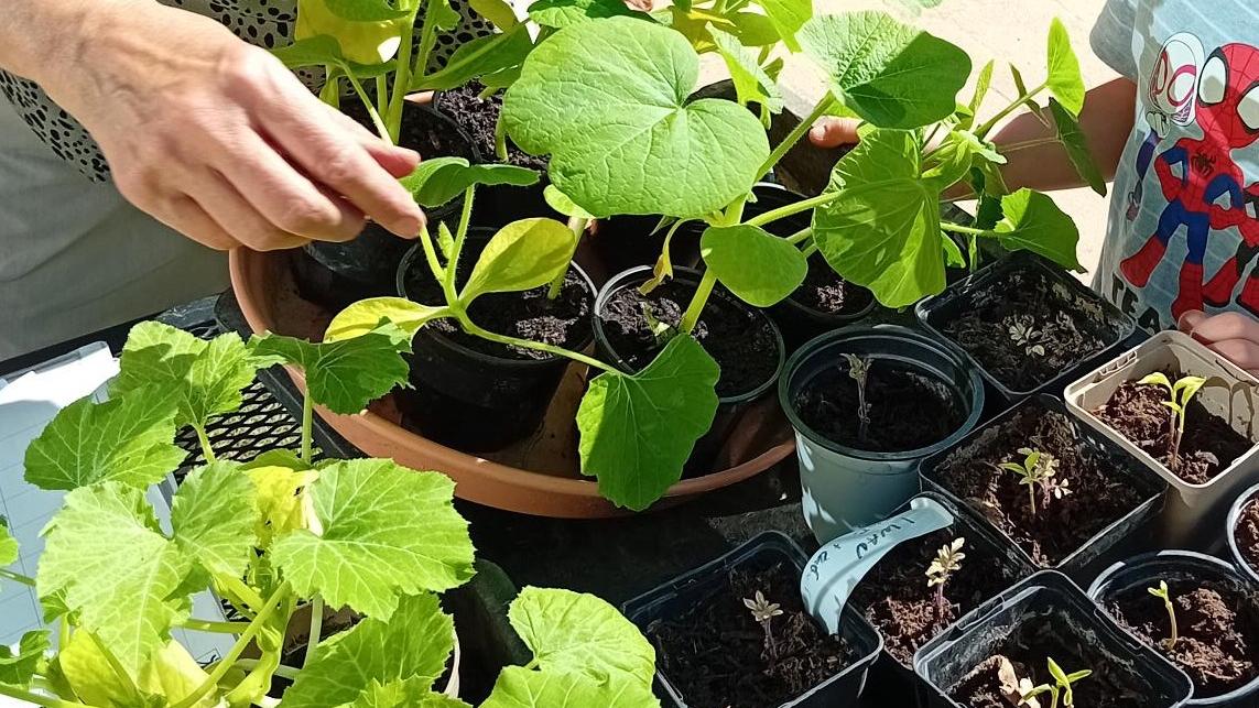 Endlich ist Erntezeit im Nutzgarten