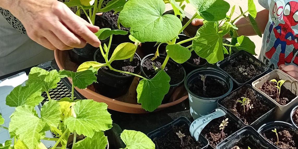 Endlich ist Erntezeit im Nutzgarten (c) Katholische KiTa gGmbH Saarland Endlich ist Erntezeit im Nutzgarten