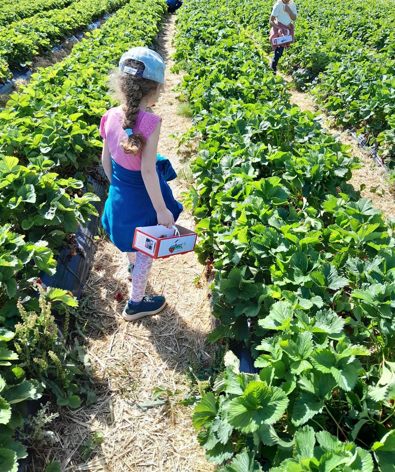 Die Kinder füllten ihre Körbe mit leckeren Erdbeeren (c) Katholische KiTa gGmbH Saarland Die Kinder füllten ihre Körbe mit leckeren Erdbeeren