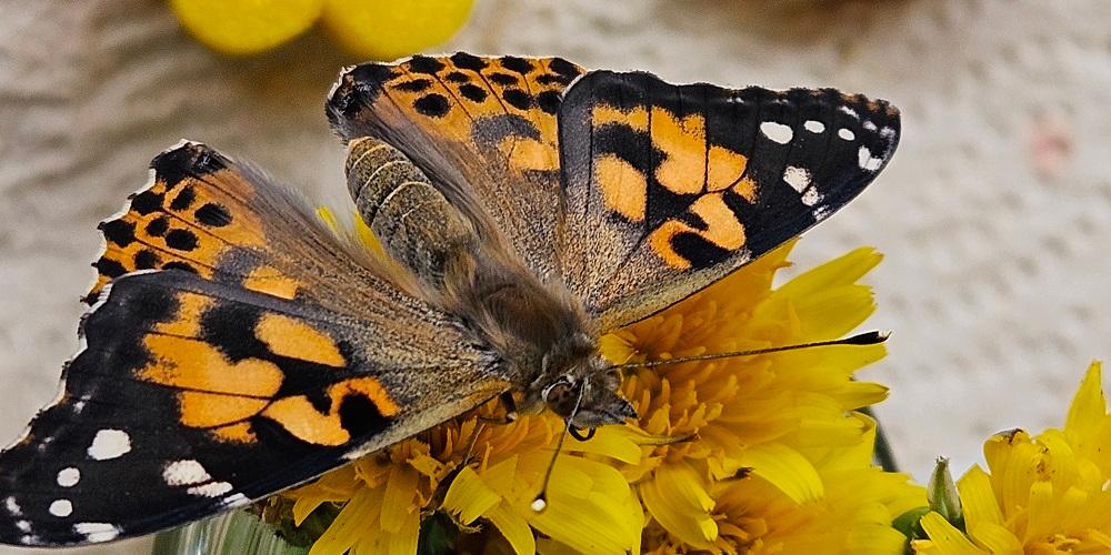 Der Gottesdienst stand unter dem Motto 'Von der Raupe zum Schmetterling' (c) Katholische KiTa gGmbH Saarland Der Gottesdienst stand unter dem Motto 'Von der Raupe zum Schmetterling'