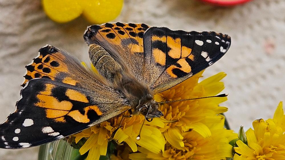 Der Gottesdienst stand unter dem Motto 'Von der Raupe zum Schmetterling'