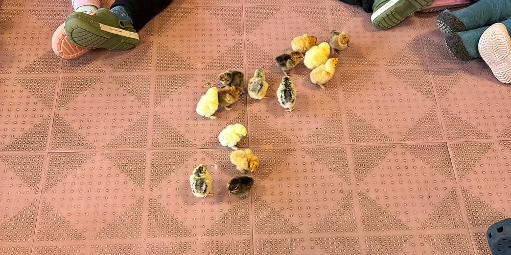 Die Kinder konnten den Prozess vom Ei zum Küken erleben