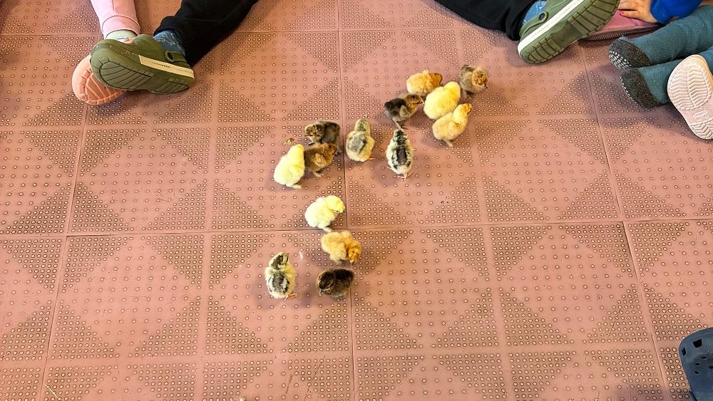 Die Kinder konnten den Prozess vom Ei zum Küken erleben