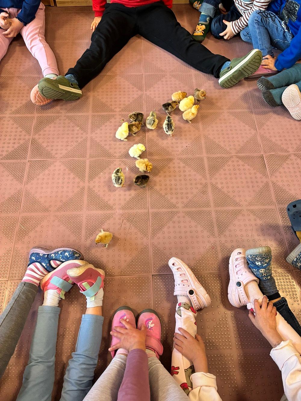 Die Kinder konnten den Prozess vom Ei zum Küken erleben