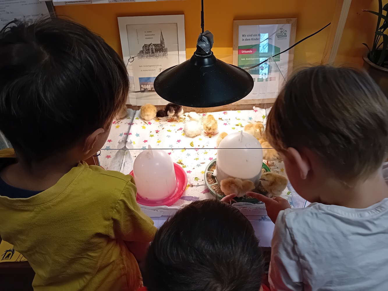 Die Kinder beobachten fasziniert die frisch geschlüpften Küken