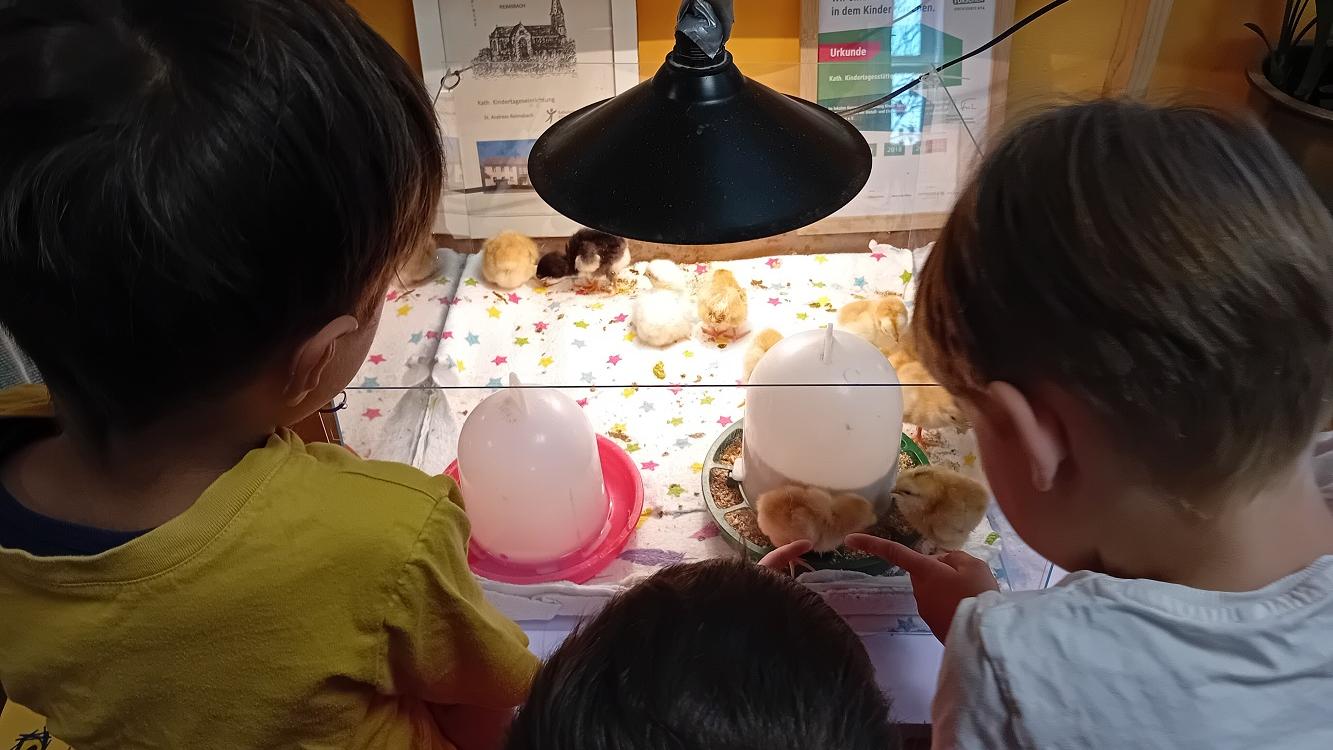 Die Kinder beobachten fasziniert die frisch geschlüpften Küken