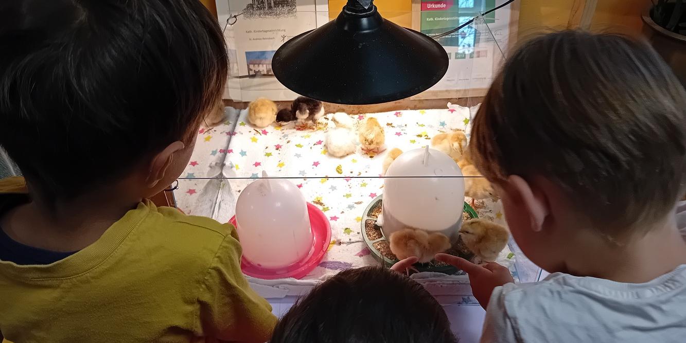 Die Kinder beobachten fasziniert die frisch geschlüpften Küken (c) Katholische KiTa gGmbH Saarland Die Kinder beobachten fasziniert die frisch geschlüpften Küken