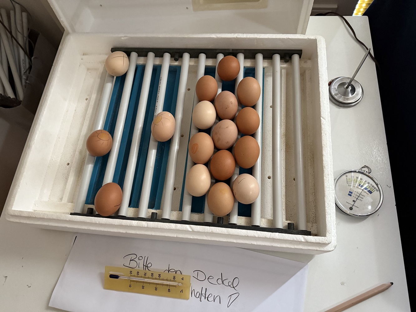 Gespannt wurde in Heusweiler der Entstehungsprozess vom Ei zum Huhn beobachtet