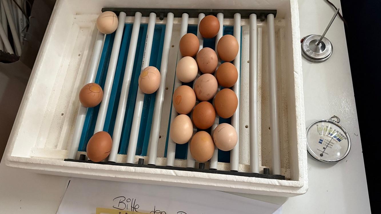 Gespannt wurde in Heusweiler der Entstehungsprozess vom Ei zum Huhn beobachtet