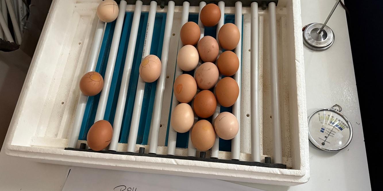 Gespannt wurde in Heusweiler der Entstehungsprozess vom Ei zum Huhn beobachtet (c) Katholische KiTa gGmbH Saarland Gespannt wurde in Heusweiler der Entstehungsprozess vom Ei zum Huhn beobachtet