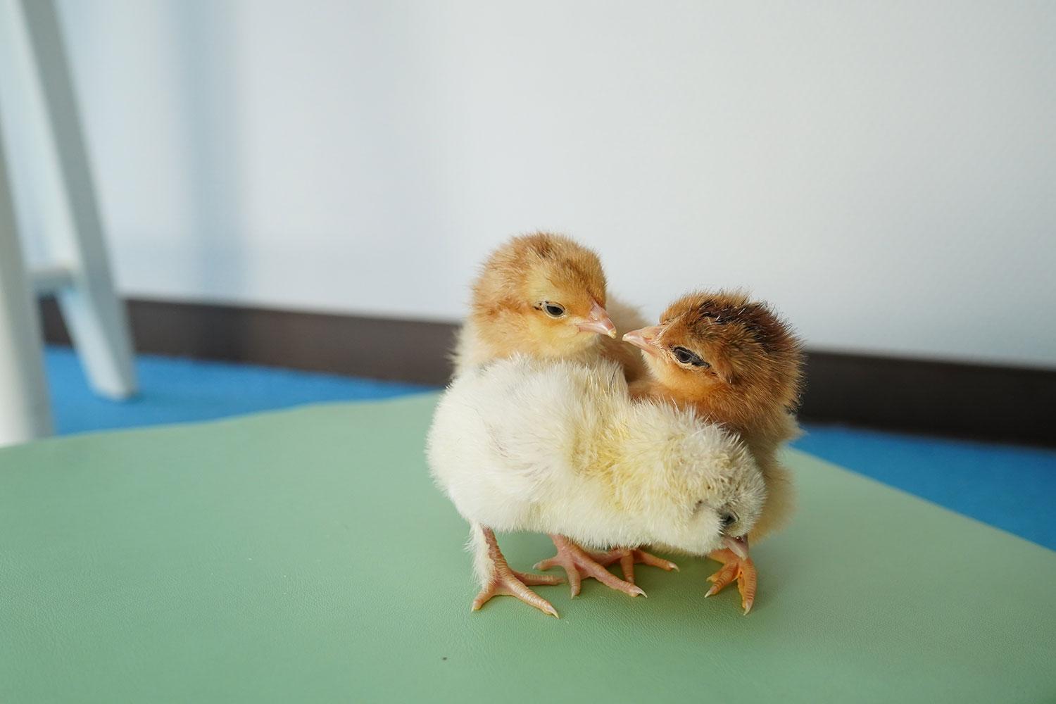 Das Küken-Projekt hat Jung und Alt begeistert