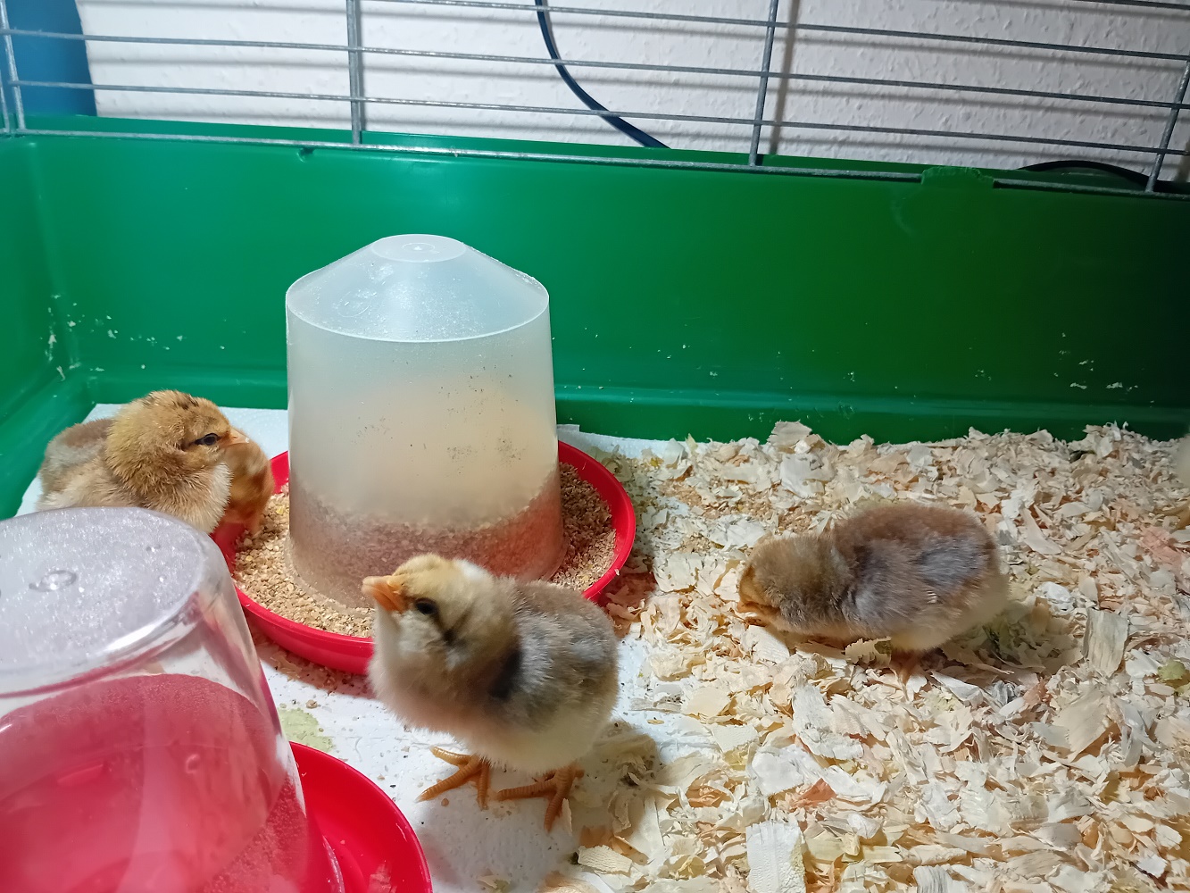 Das Küken-Projekt ist jedes Jahr ein Highlight für die Kinder