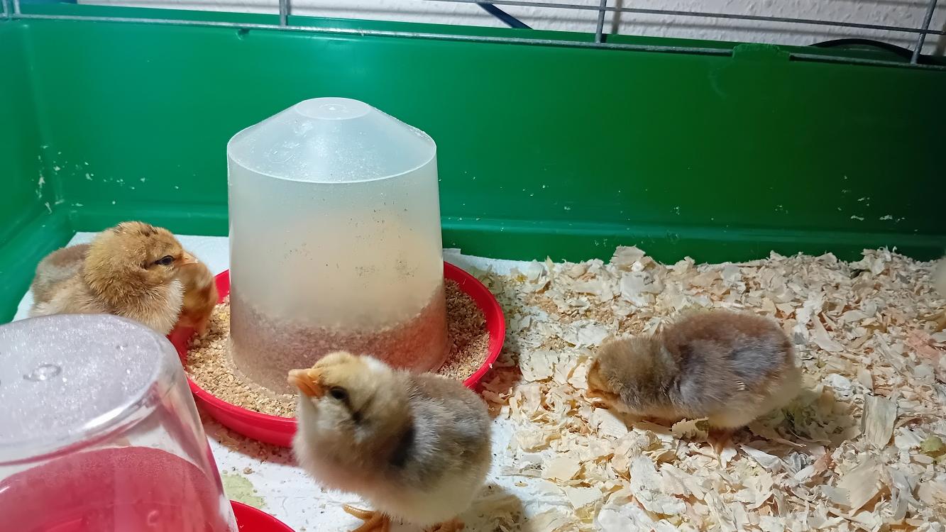 Das Küken-Projekt ist jedes Jahr ein Highlight für die Kinder