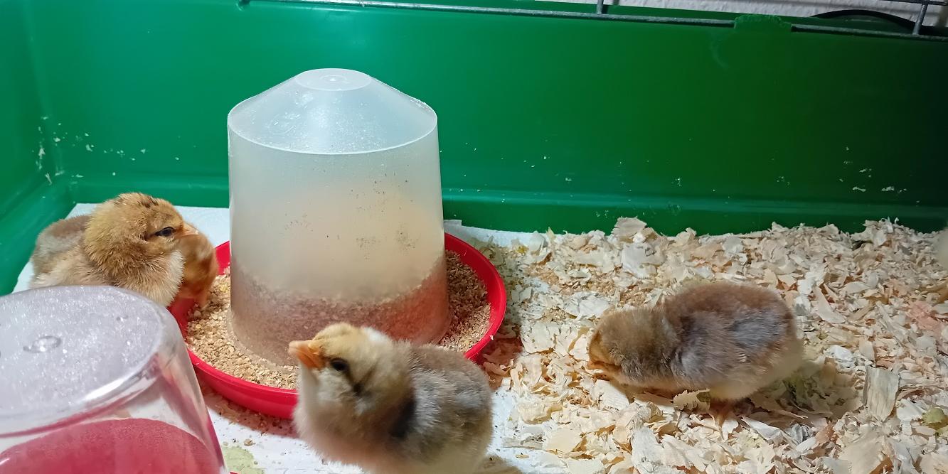 Das Küken-Projekt ist jedes Jahr ein Highlight für die Kinder