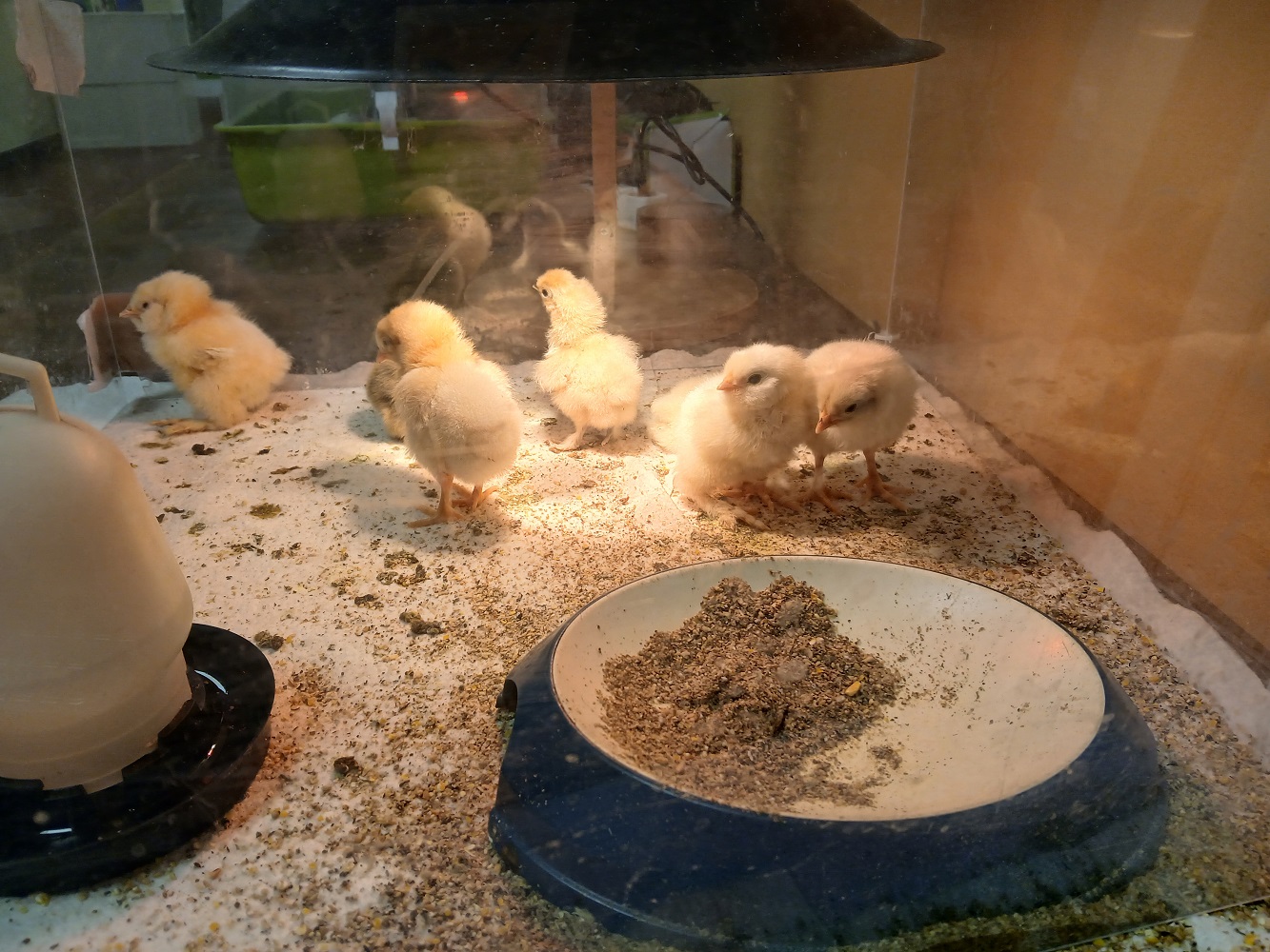 Der flauschige Nachwuchs begeisterte die Kinder