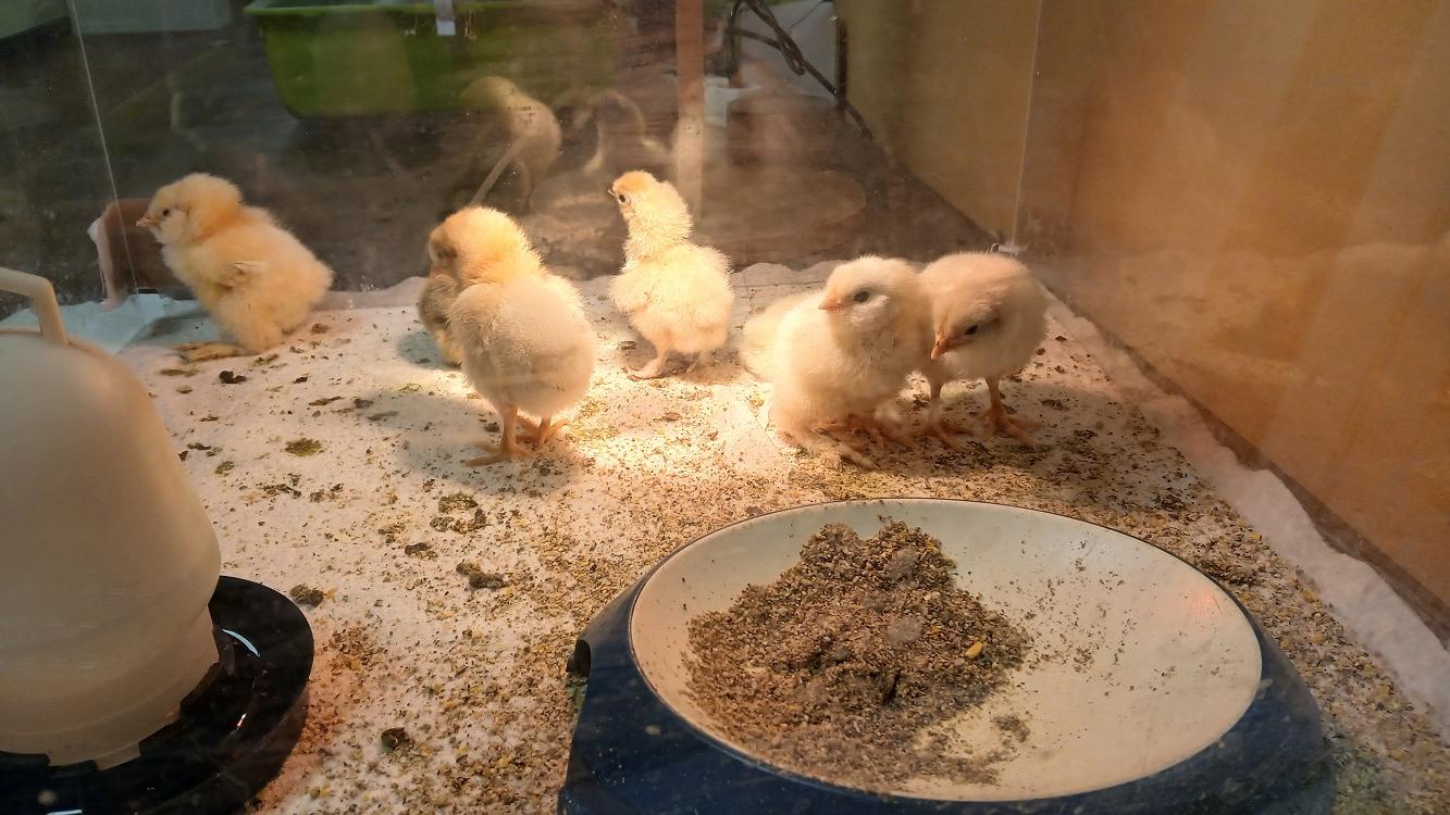 Der flauschige Nachwuchs begeisterte die Kinder