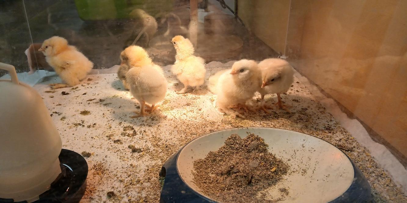 Der flauschige Nachwuchs begeisterte die Kinder