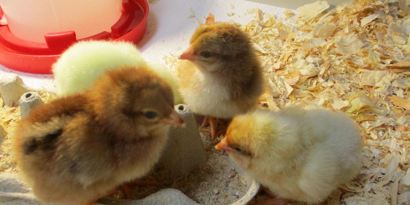 Ein spannendes Projekt mit süßen Hauptdarstellern (c) Katholische KiTa gGmbH Saarland Ein spannendes Projekt mit süßen Hauptdarstellern