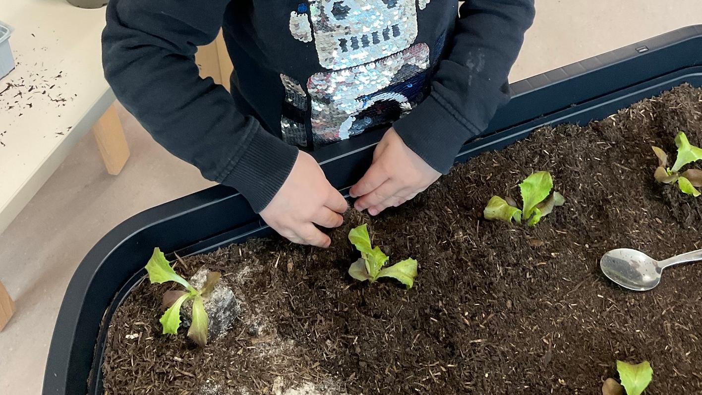 Dank der Spende des Fördervereins können die Kinder jetzt ihre Beete bepflanzen