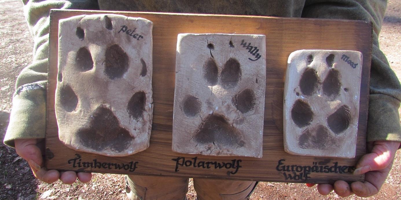 Im Projekt wurde den Kindern viel Wissen zu Wölfen vermittelt