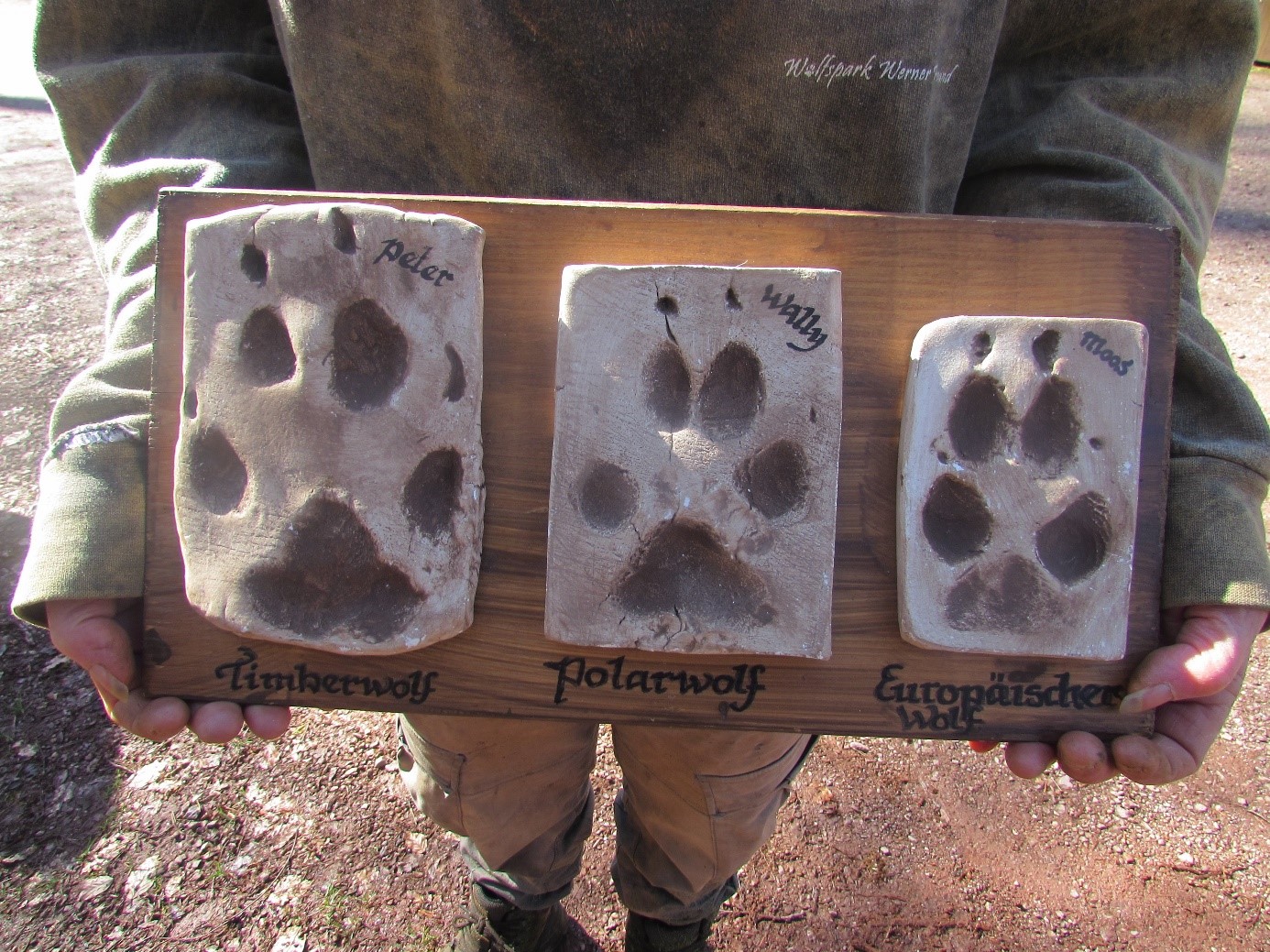 Im Projekt wurde den Kindern viel Wissen zu Wölfen vermittelt