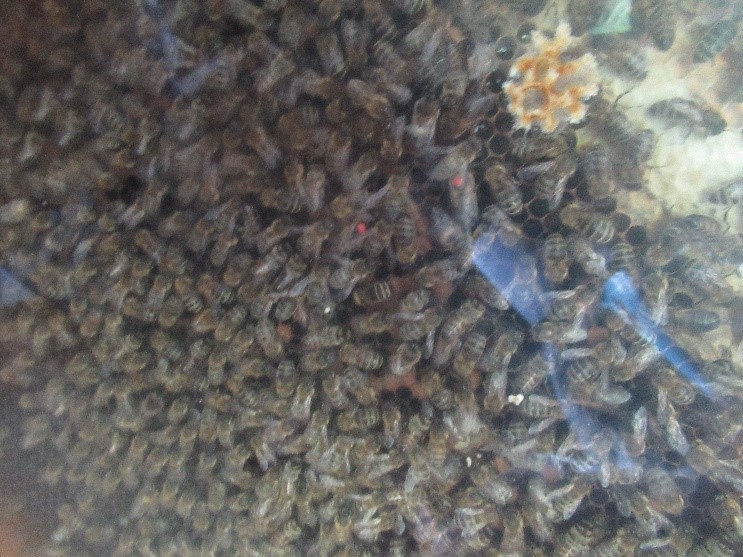 Natürlich lernten die Kinder auch lebende Bienen kennen. (c) Katholische KiTa gGmbH Saarland Natürlich lernten die Kinder auch lebende Bienen kennen.
