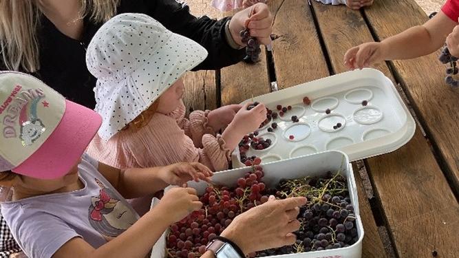 Nach der Ernte wurden die Trauben noch gewaschen