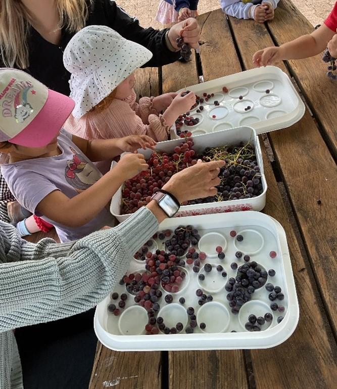 Nach der Ernte wurden die Trauben noch gewaschen