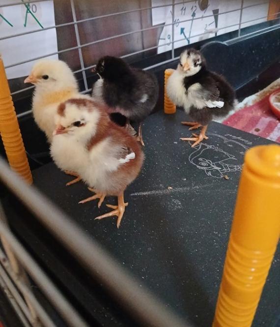 Nach 21 Tagen freuten sich die Kinder über die ersten Küken