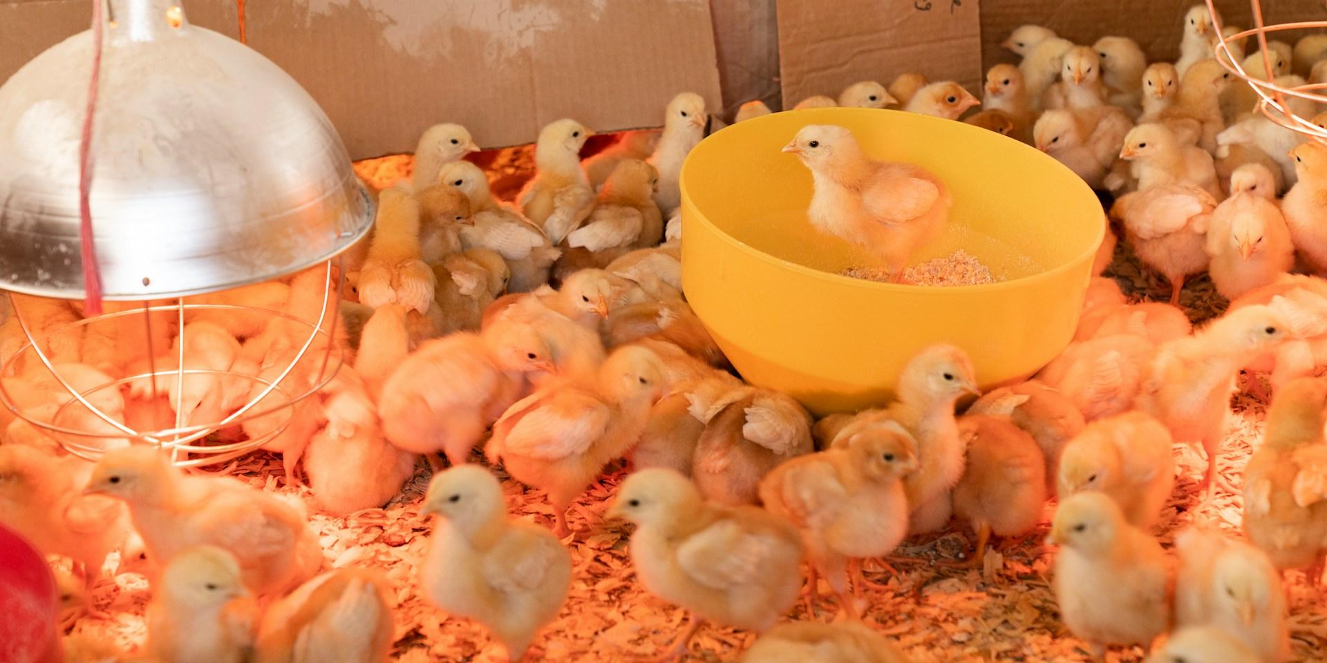 Die Kinder freuten sich schon früh über die ersten Küken